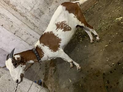 dodh wali bakri