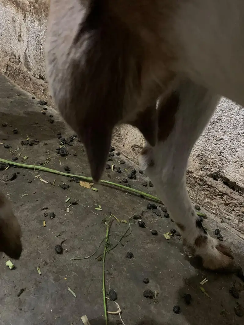 dodh wali bakri — photo 2