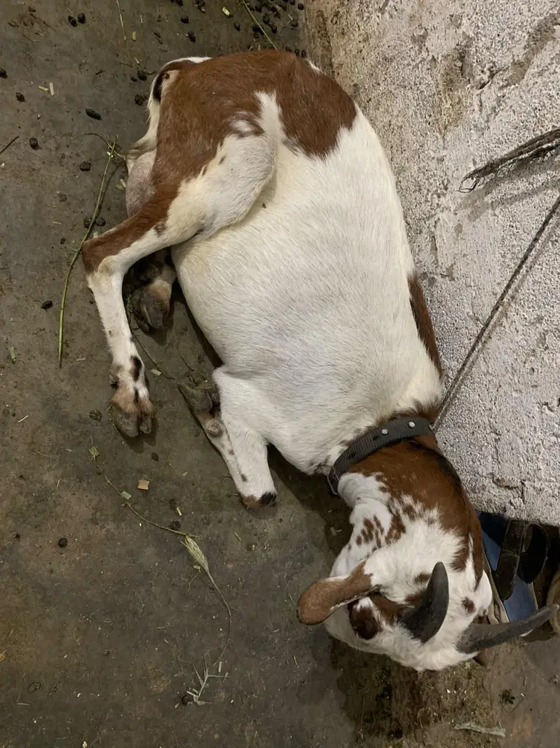 dodh wali bakri — photo 3