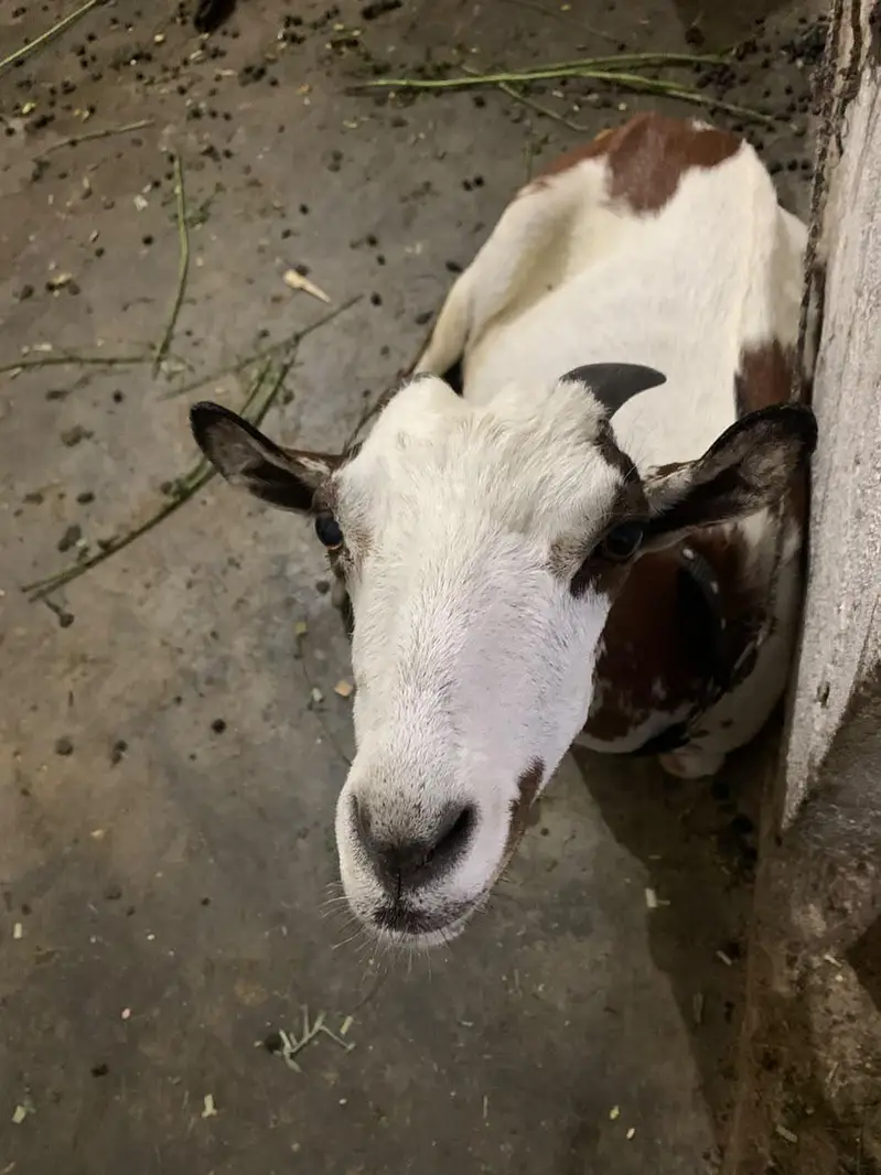 dodh wali bakri — photo 4