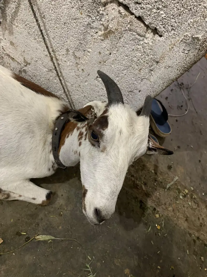 dodh wali bakri — photo 5