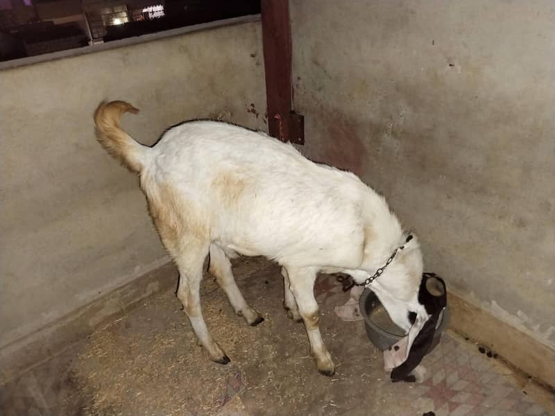 bakra 0