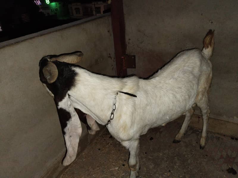 bakra 1