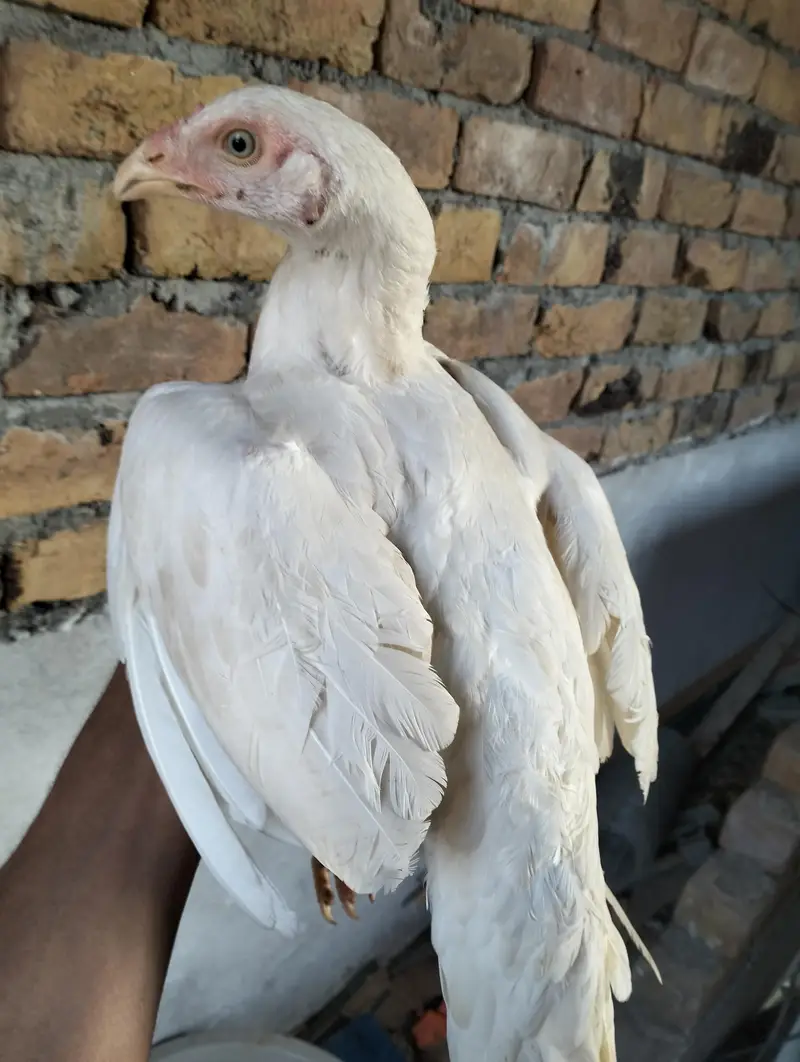 Heera Aseel — photo 2