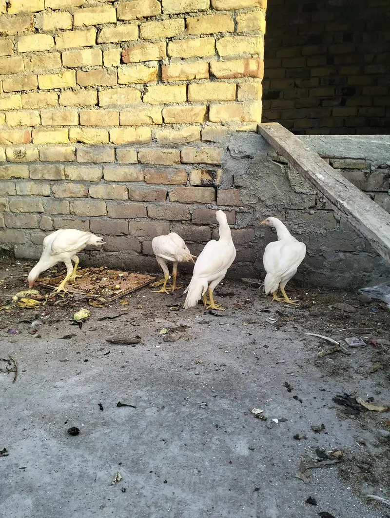 Heera Aseel — photo 3