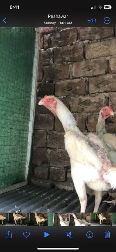 White shamo females