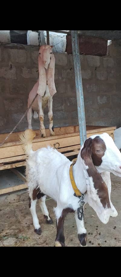 BAKRA BAKRI PAIR GULABI