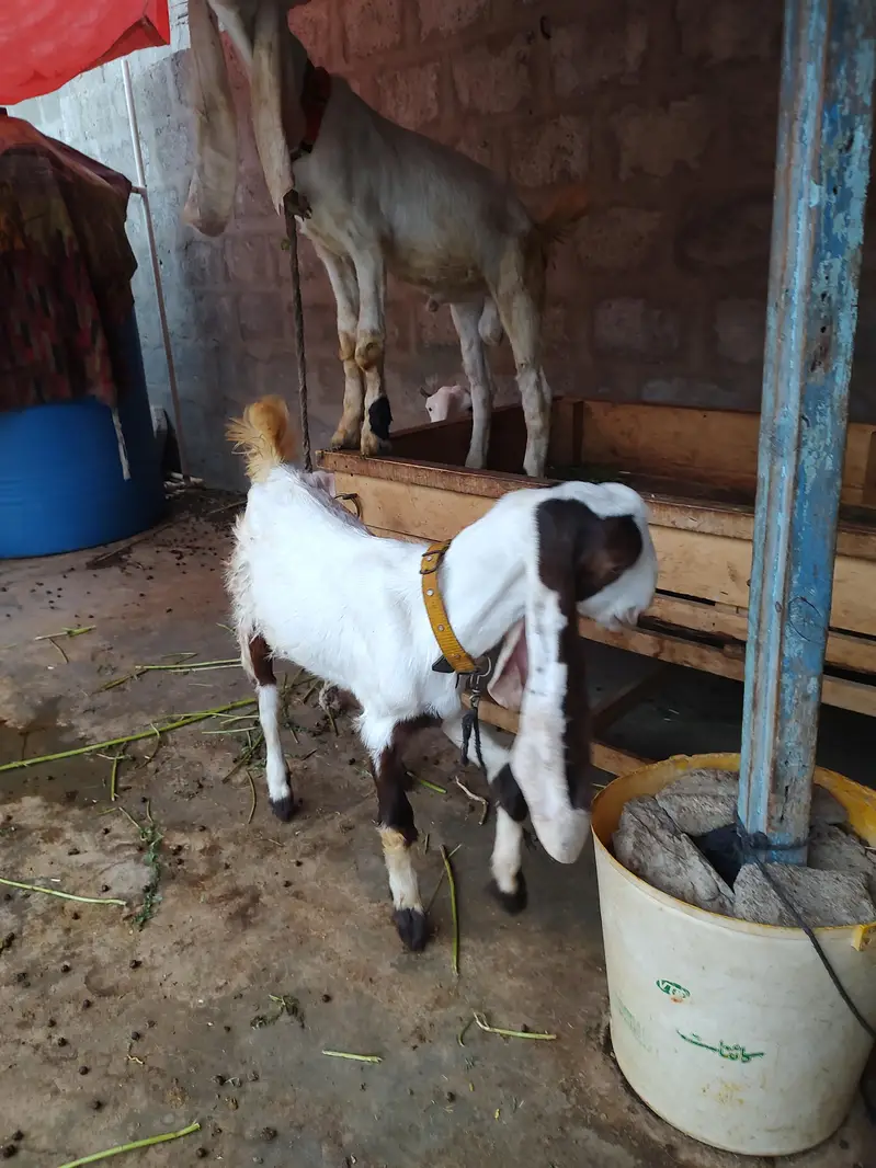 BAKRA BAKRI PAIR GULABI — photo 3