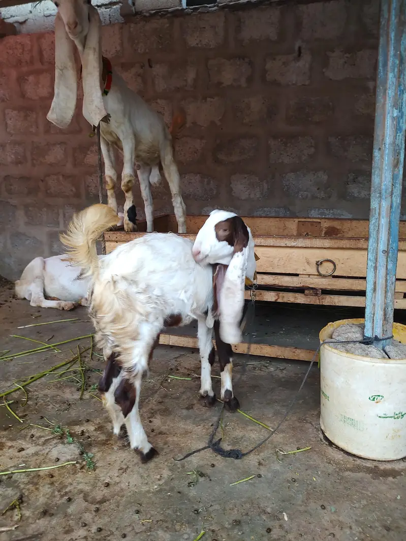 BAKRA BAKRI PAIR GULABI — photo 4