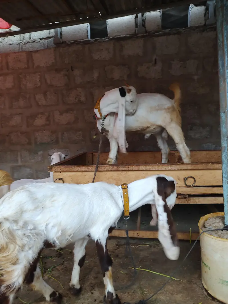 BAKRA BAKRI PAIR GULABI — photo 5