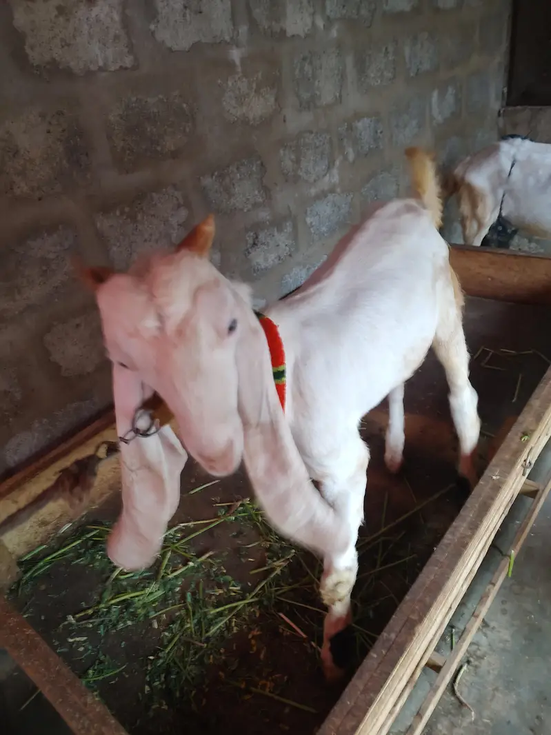 BAKRA BAKRI PAIR GULABI — photo 6