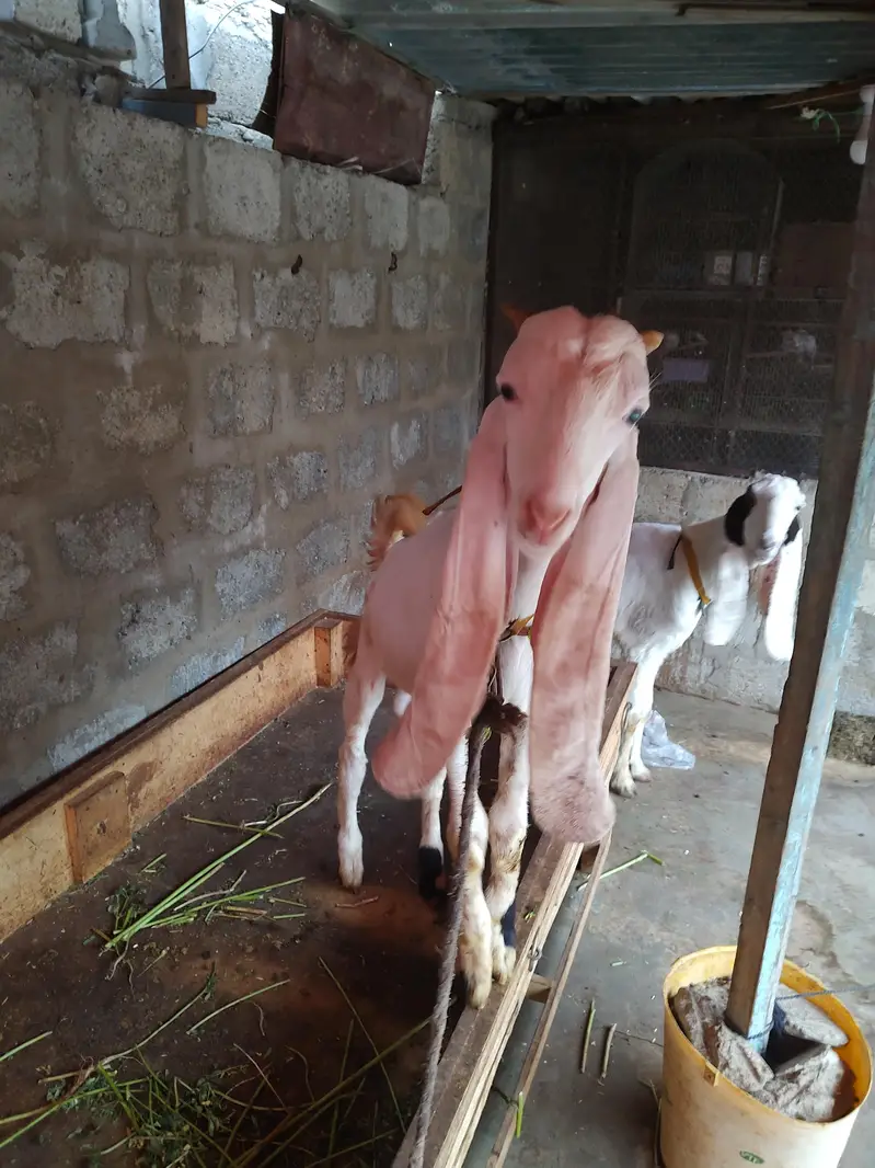 BAKRA BAKRI PAIR GULABI — photo 7