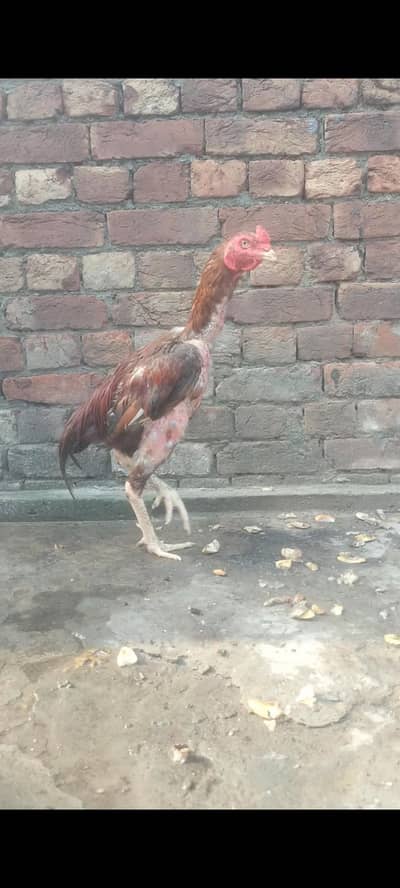 aseel murga healthy breedar faitar achi nasal k