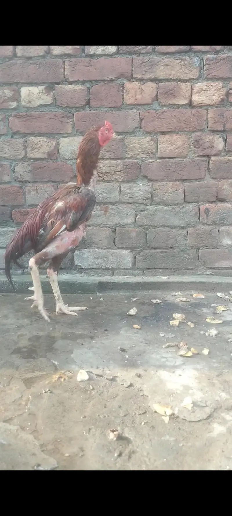 aseel murga healthy breedar faitar achi nasal k — photo 2