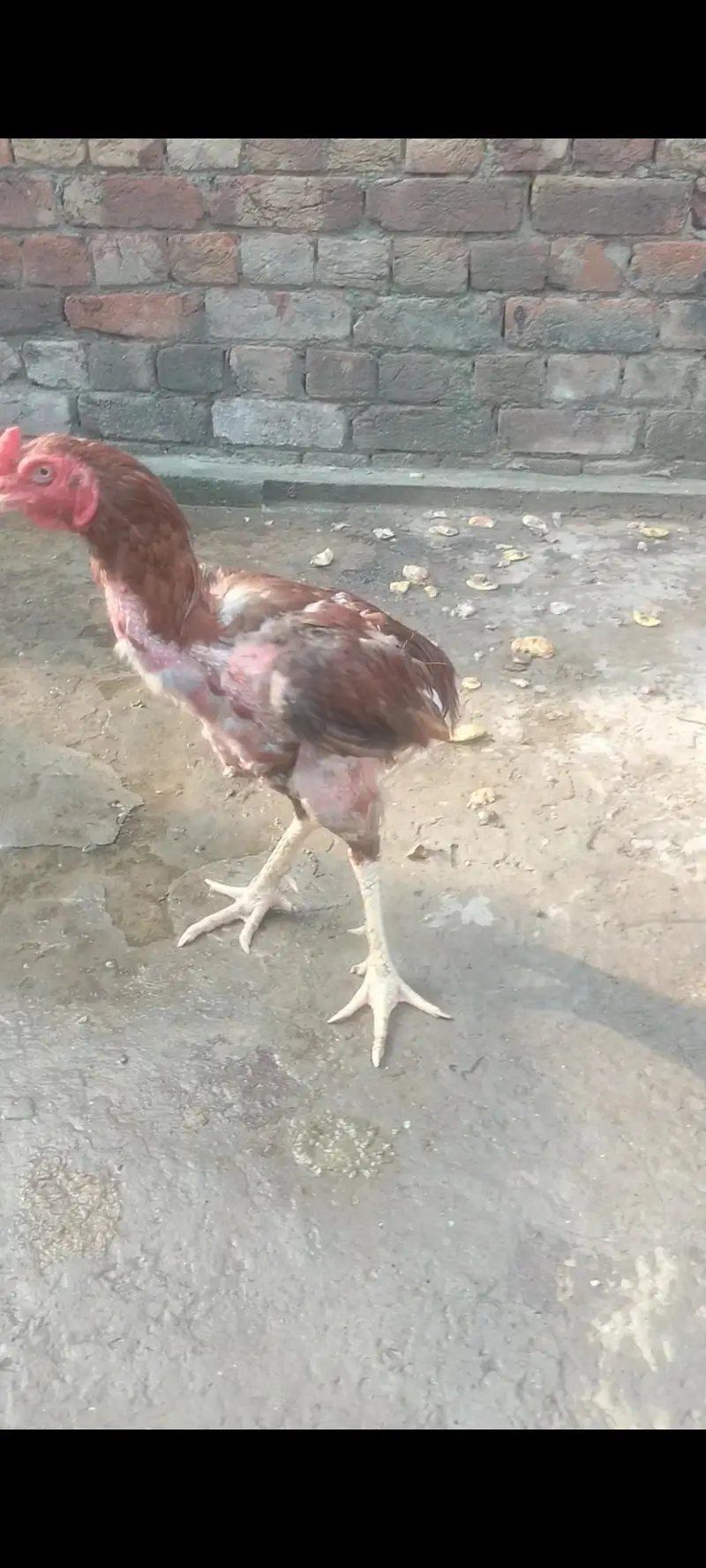 aseel murga healthy breedar faitar achi nasal k — photo 3