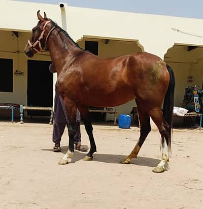pregnant wacheri hight 62