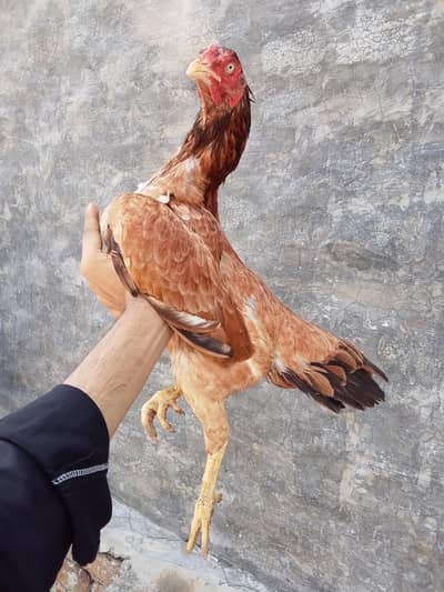 Lakhi Madi lakha murga khajooria patha mushki madi