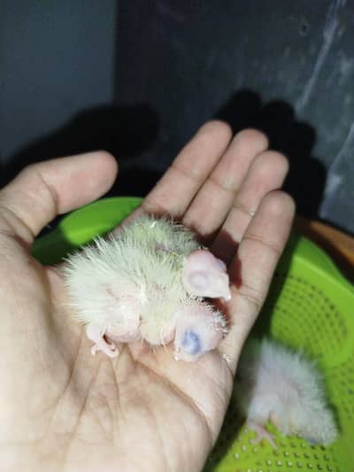 Handfeed Cocktail Chicks Available For Sale