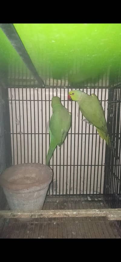 green parrot pair 03127093372