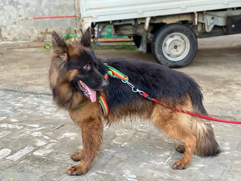 Black mask German shepherd  for stud — photo 3