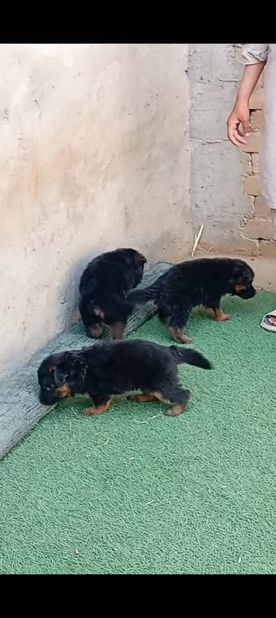 German shepherd puppy double cot