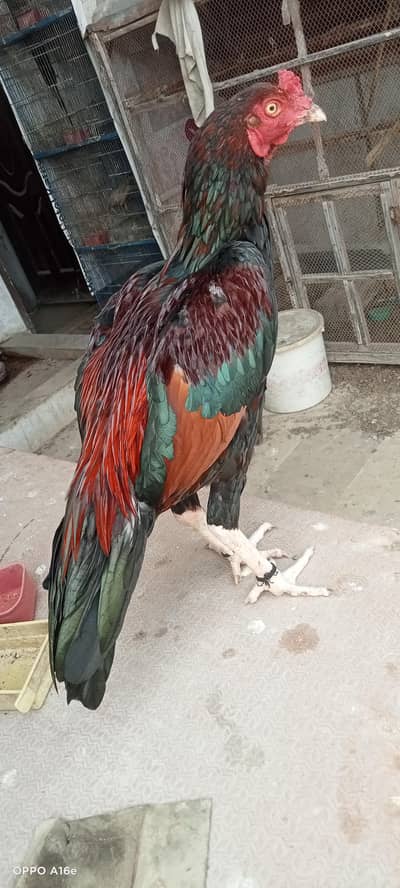 Lakha Aseel male young