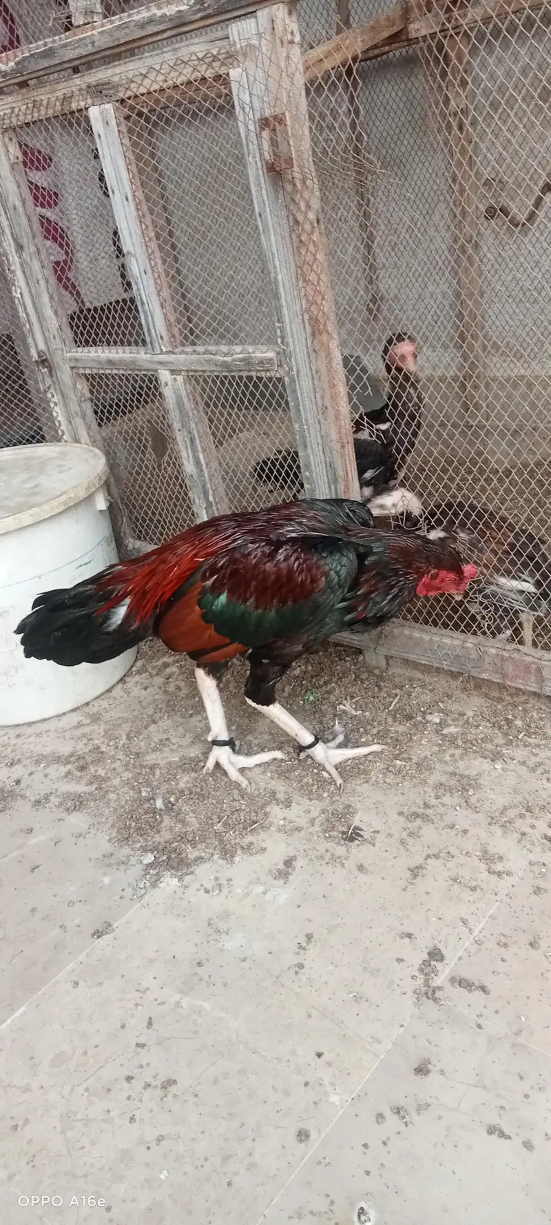 Lakha Aseel male young — photo 2