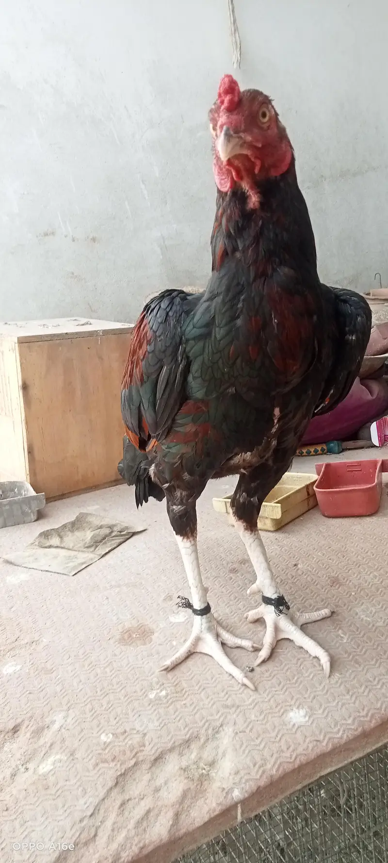 Lakha Aseel male young — photo 3
