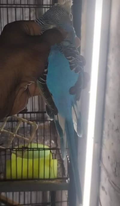 exhibition hogo working breeder male