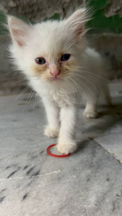 Male cat for sale white color washroom trained best for breeding