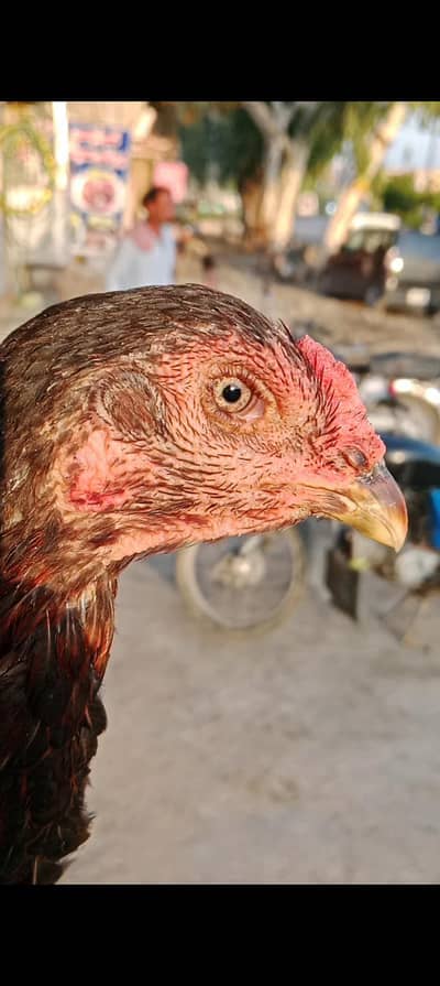 high quality imported Thai Madi for sale egg  grunty