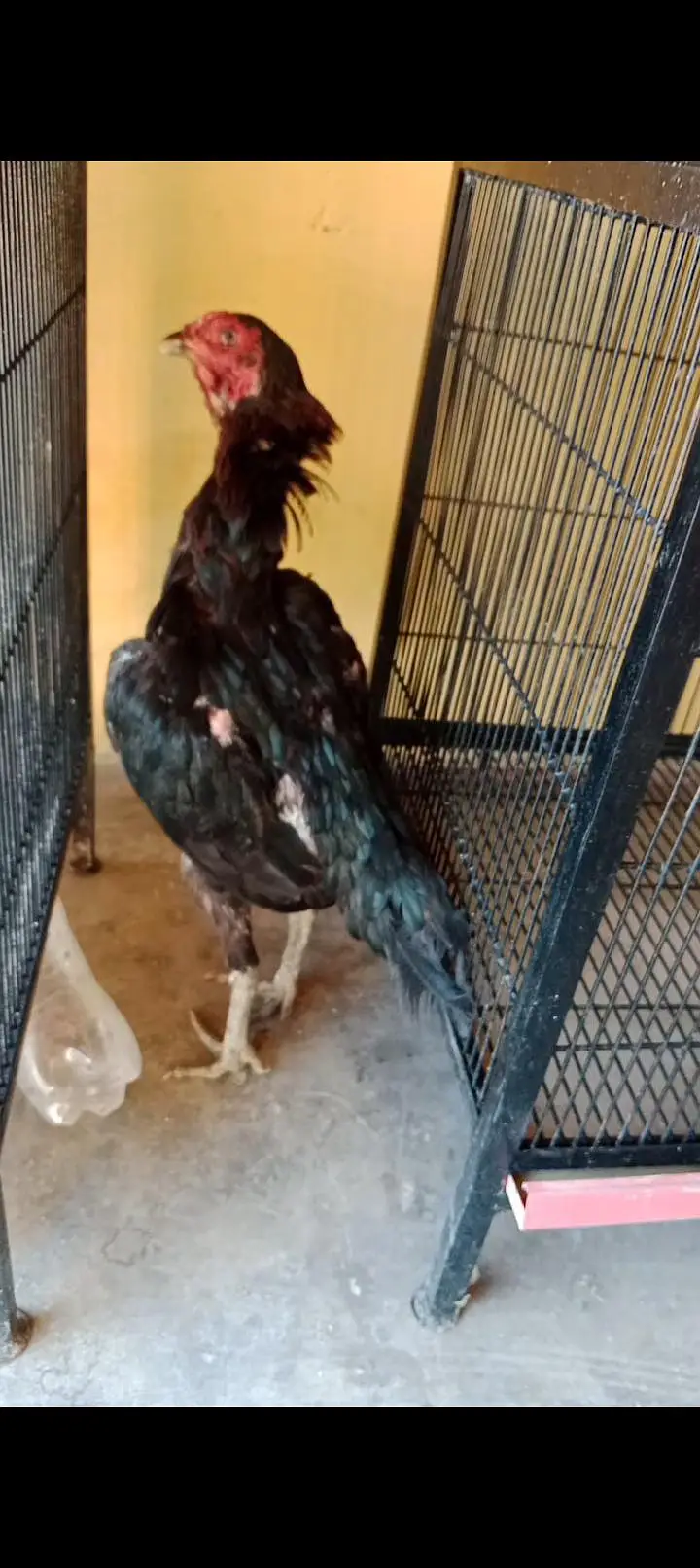 high quality imported Thai Madi for sale egg  grunty — photo 4