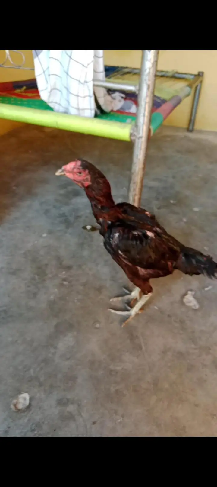 high quality imported Thai Madi for sale egg  grunty — photo 5