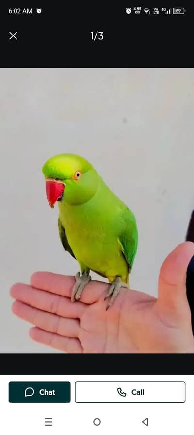 ring nick parrot for sale