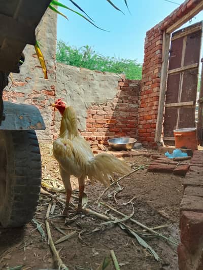 Aseel Heera Breed Rooster for Sale
