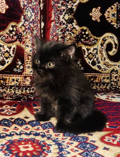 Black persian Baby cat