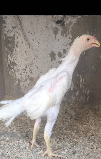 white shamo chicks/white shamo male/aseel chicks/pakoye chicks/