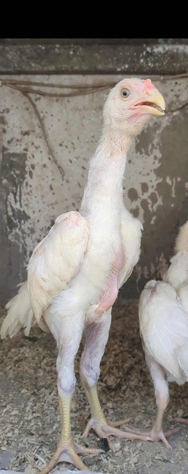 white shamo chicks/white shamo male/aseel chicks/pakoye chicks/ — photo 7