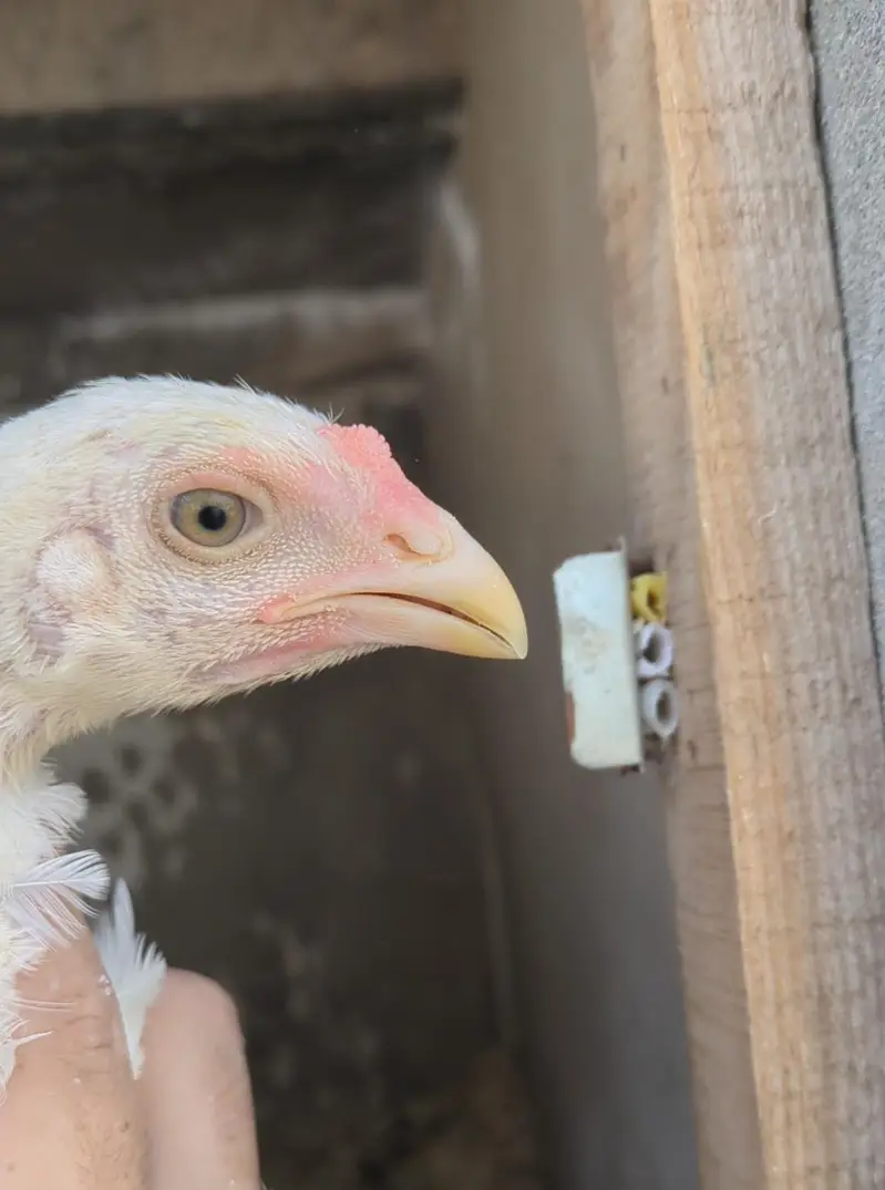 white shamo chicks/white shamo male/aseel chicks/pakoye chicks/ — photo 8