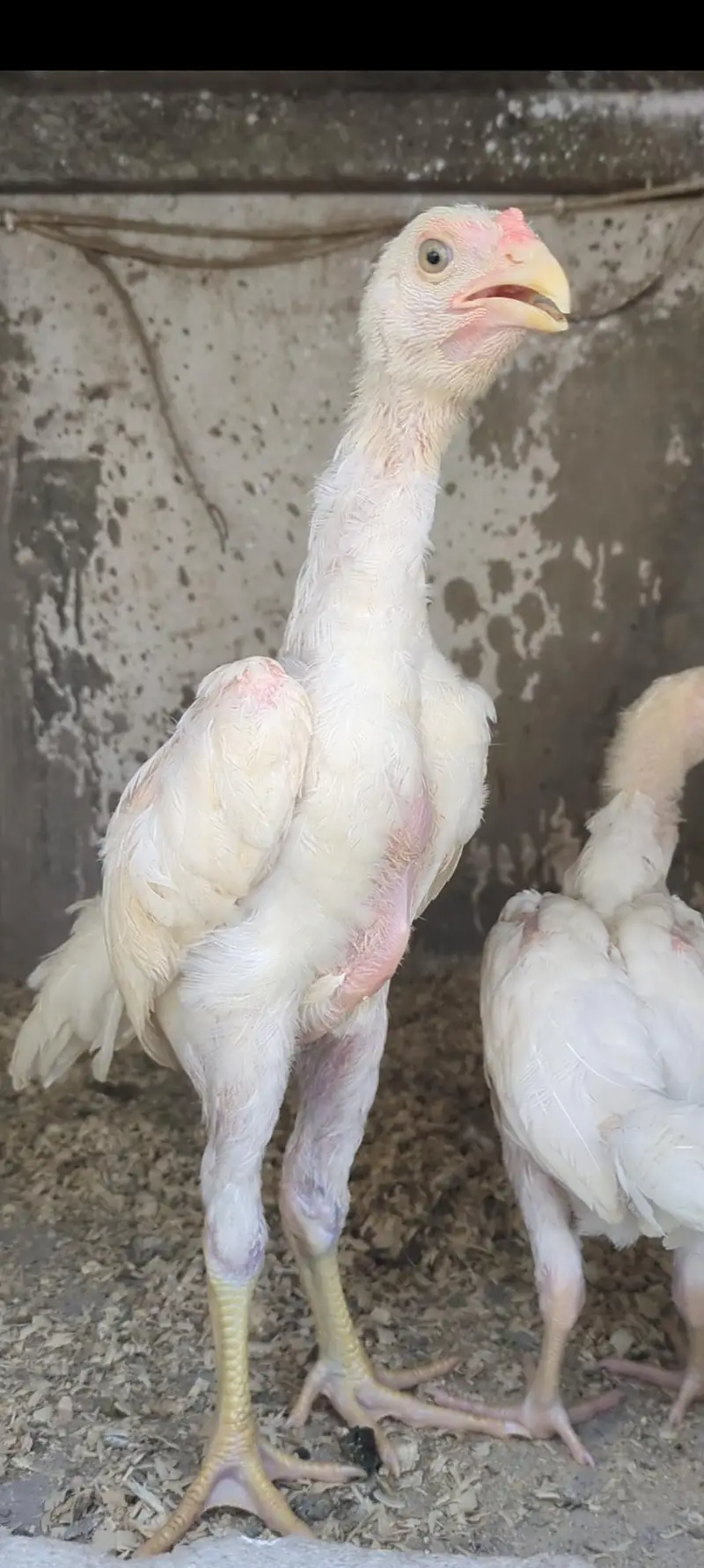white shamo chicks/white shamo male/aseel chicks/pakoye chicks/ — photo 9