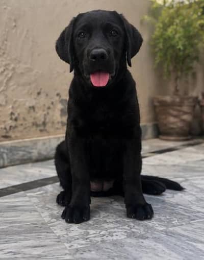 Labrador puppy female