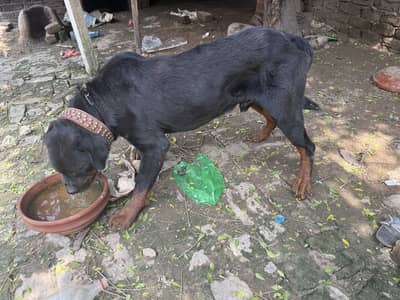 dog very good