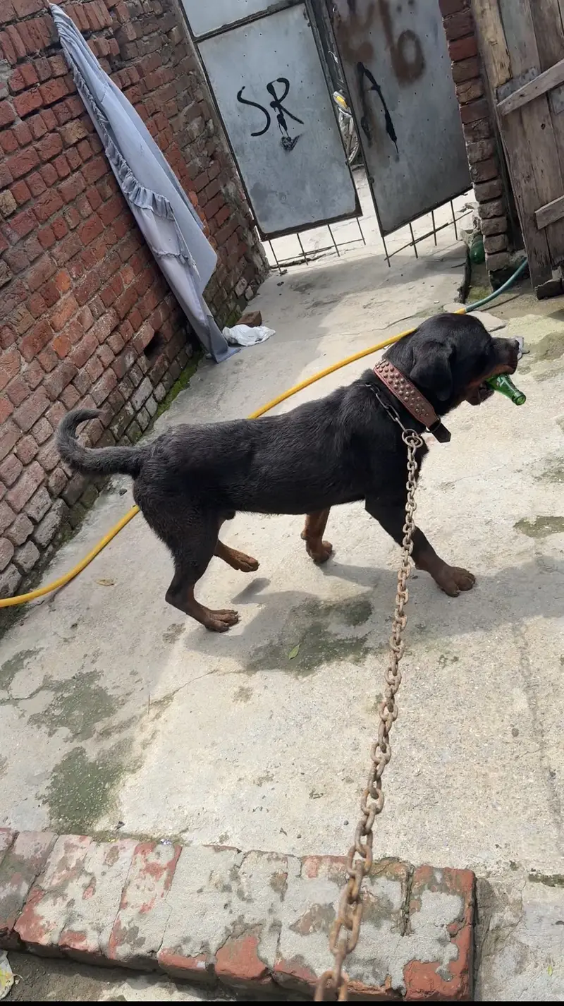 dog very good — photo 3