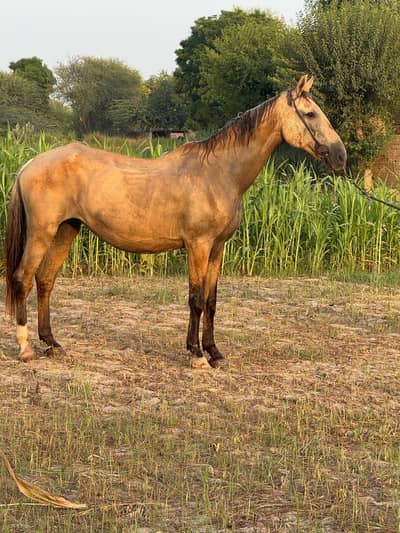brand ghori for sale