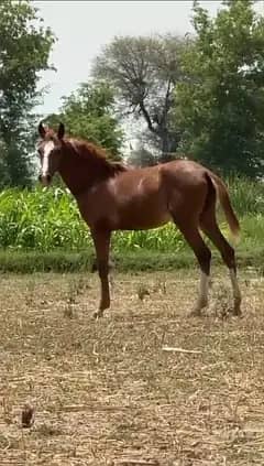 brand mix Vacheri for sale