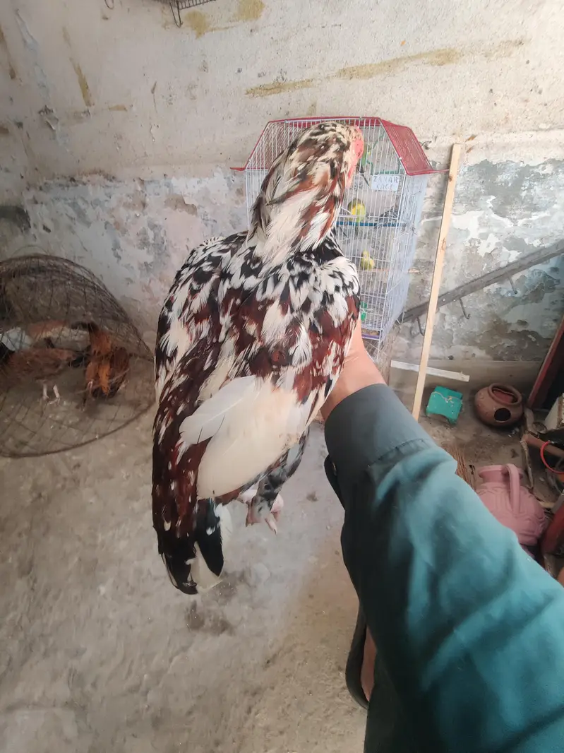 Aseel morga — photo 2