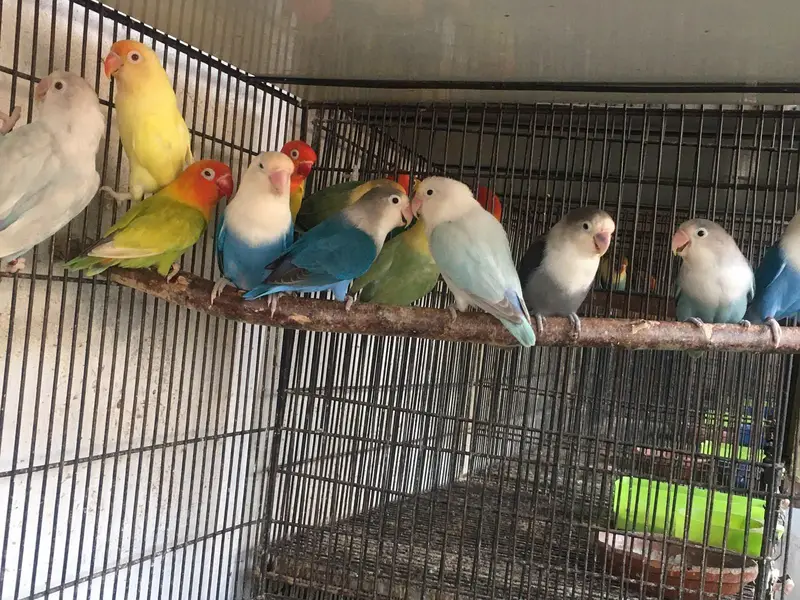 love birds — photo 2