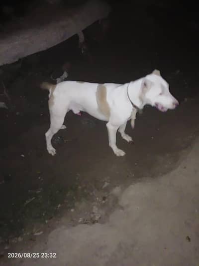 Pet Dog