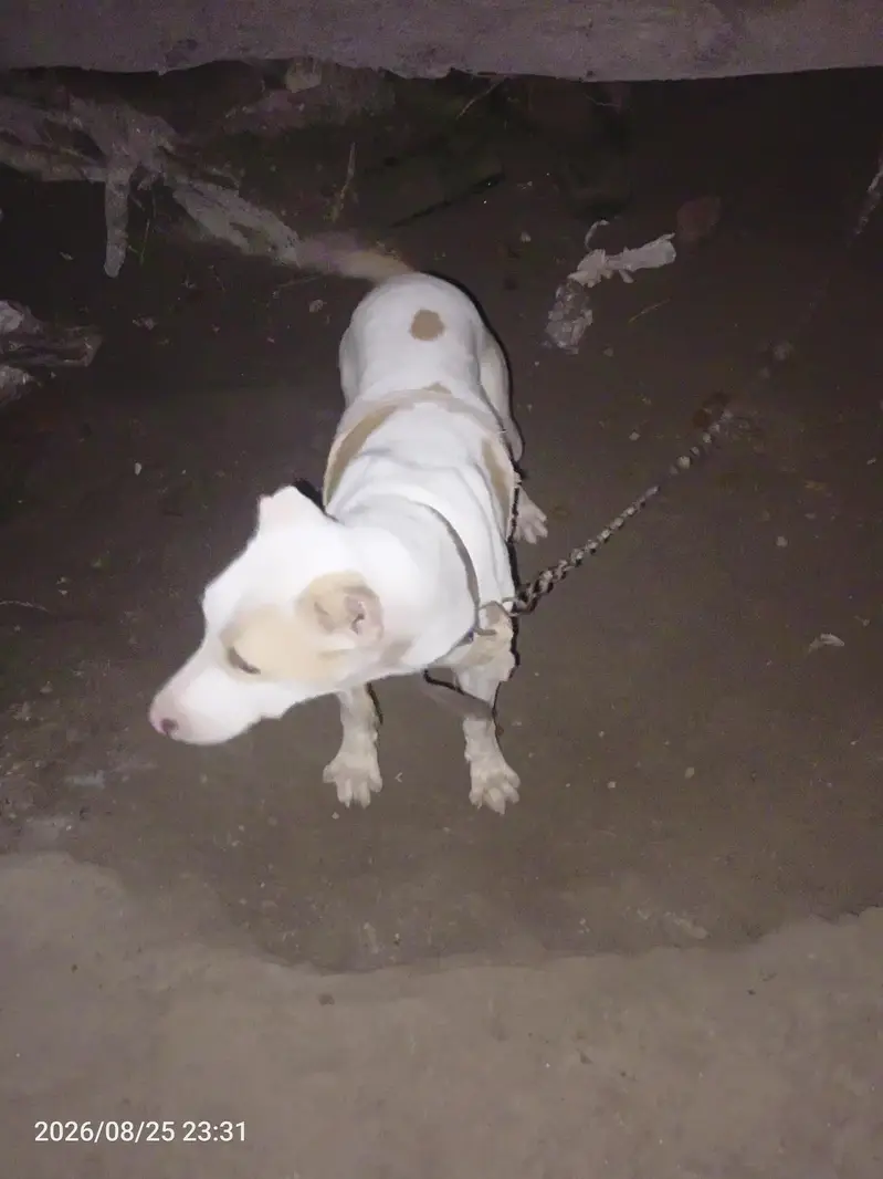 Pet Dog — photo 3