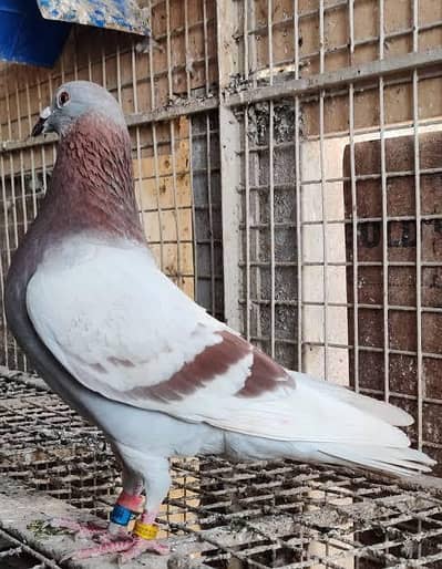 Khoobsurat Male Red Racer Pigeon - Active aur Healthy